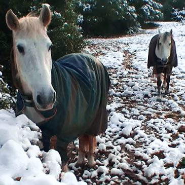 ¡¡¡ Ha nevado en Menorca !!! 12 de Febrero 2010