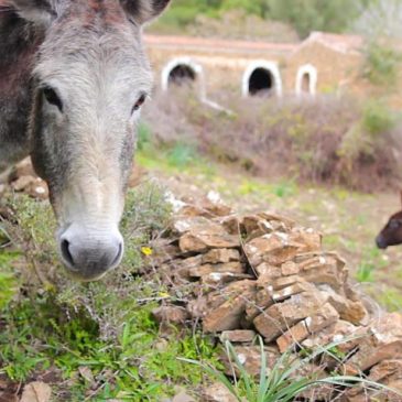 Casa de época en venta en Es Migjorn Gran