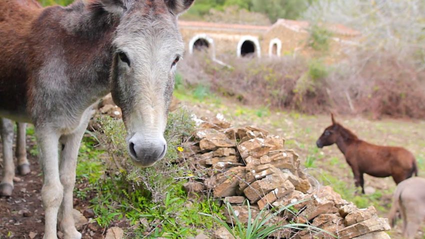 Casa de época en venta en Es Migjorn Gran