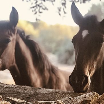 Vivir y teletrabajar en Menorca
