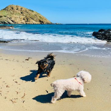 Descubre las Playas de Menorca a las que puedes ir con tu perro: Horarios y Normativas para Disfrutar con tu Mascota