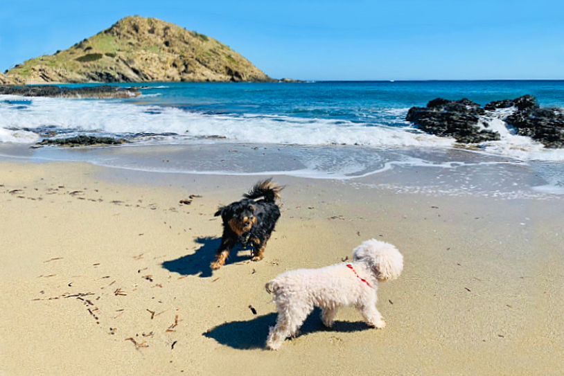 Descubre las Playas de Menorca a las que puedes ir con tu perro: Horarios y Normativas para Disfrutar con tu Mascota