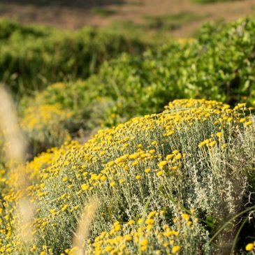 Primavera en Menorca: la isla en su momento más íntimo