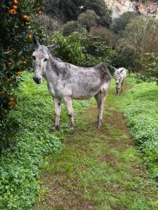 Dos burros en libertad pastan entre la vegetación y los naranjos del campo de Menorca. Dos burros en libertad pastan entre la vegetación y los naranjos del campo de Menorca.