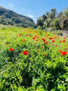 Campo de amapolas rojas entre la vegetación mediterránea de la Menorca rural. Campo de amapolas rojas entre la vegetación mediterránea de la Menorca rural.