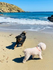 Discover the beaches of Menorca where you can go with your dog: Timetables and regulations to enjoy with your pet