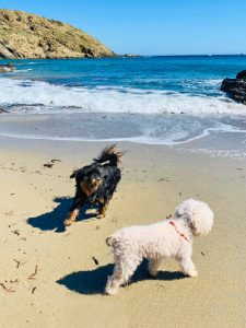 Découvrez les plages de Minorque où vous pouvez vous rendre avec votre chien : Horaires et réglementation pour profiter de votre animal de compagnie