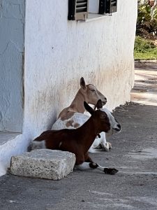 Deux chèvres se reposent près d’une maison blanchie à la chaux dans un cadre rural paisible de Minorque. Deux chèvres se reposent près d’une maison blanchie à la chaux dans un cadre rural paisible de Minorque.